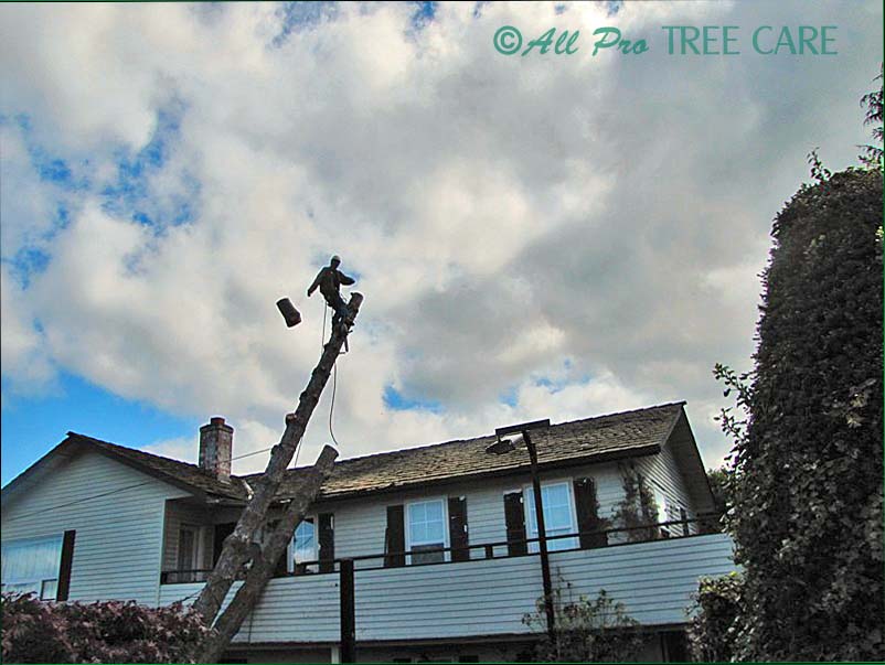 affordable tree service auburn, kent, renton, federal way, burien, seatac, tukwila, WA